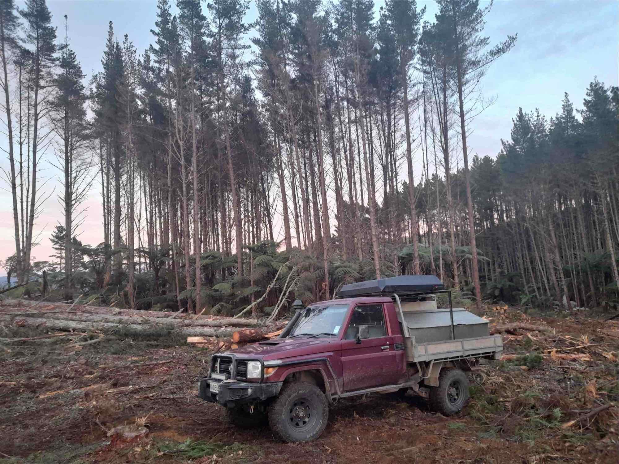 Trees2Timber ute parked among freshly felled pines at the edge of a forestry block