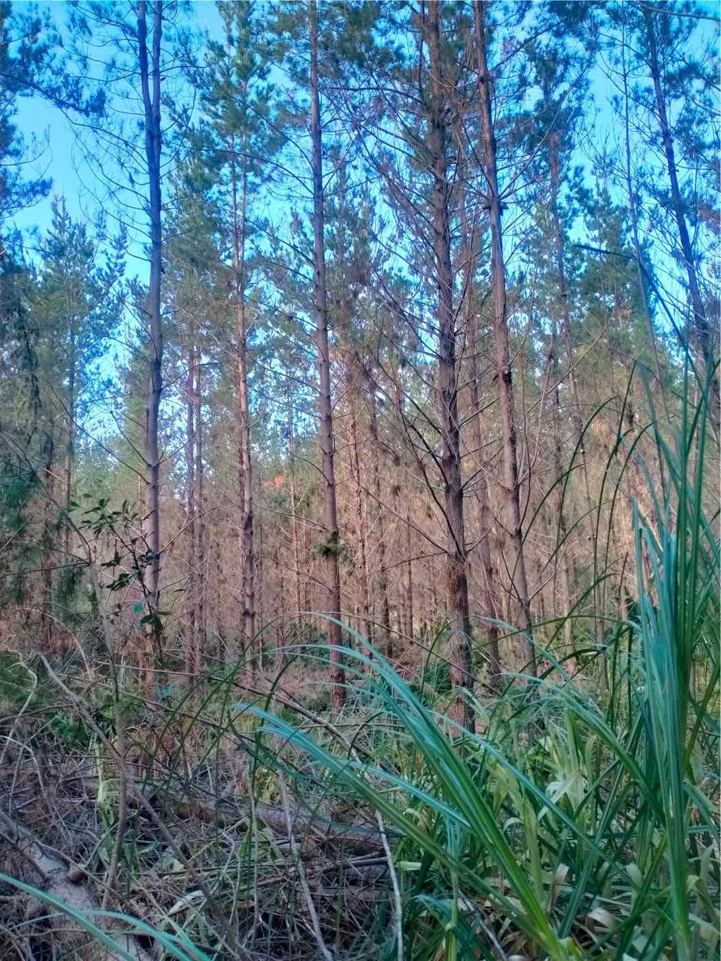 A thinned pine forest with room between the trees